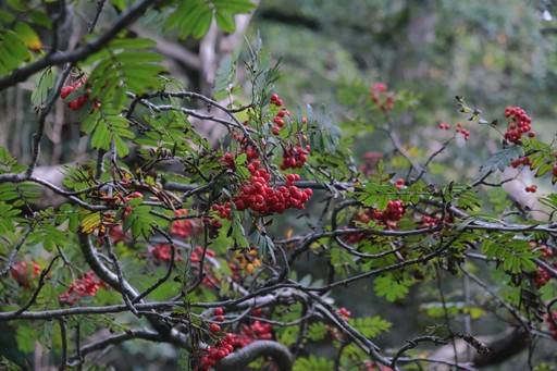 Red berries