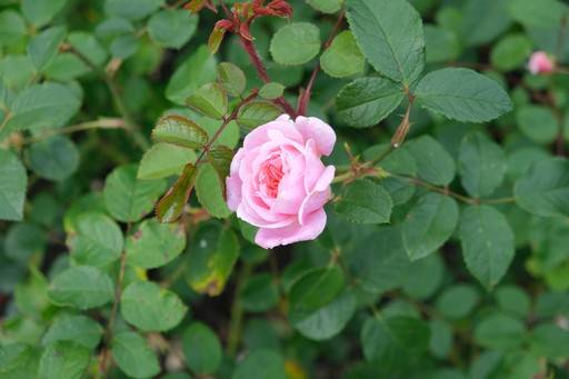 Bright pink flower