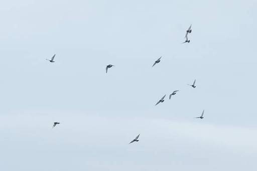 Flock of birds in blue sky
