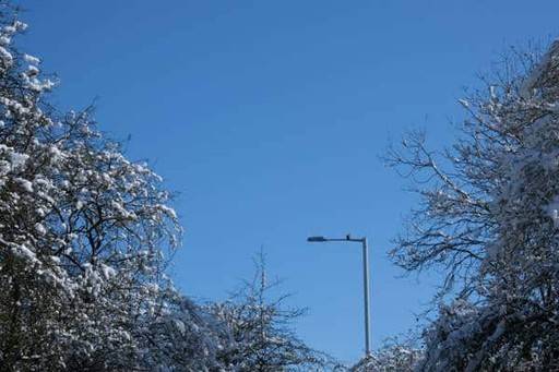 Pigeon on a lamppost among snow-covered trees