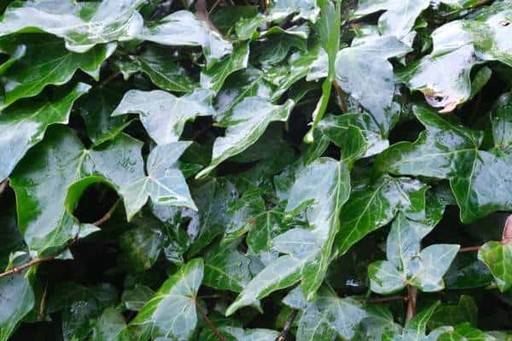 Wet leaves