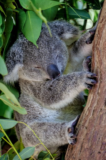 Baby koala sleeping in tree