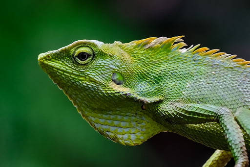 Close up of green lizard