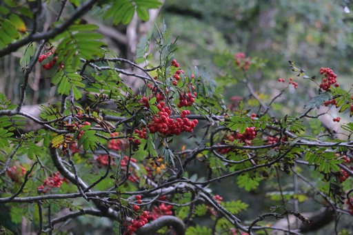 Wild Berries